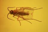 Three Detailed Fossil Flies (Diptera) In Baltic Amber #58142-1